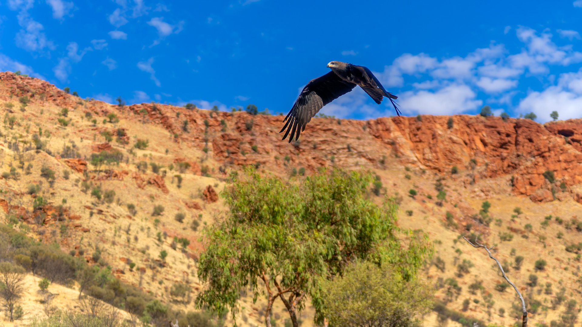 Vermutlich Kleinschwanzadler